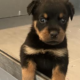 Rottweiler Puppies from Rott Nation Dog Breeding