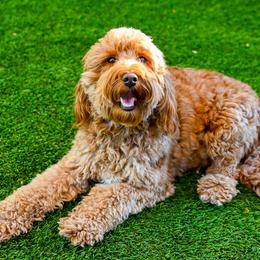 London - Goldendoodle