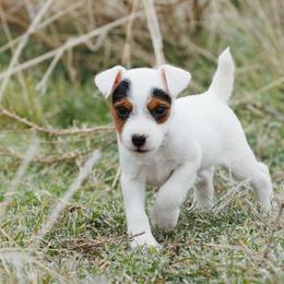 Sus - Tri-color female Jack Russell Terrier puppy in Yakima County, Washington from Saddle Rock Kennels