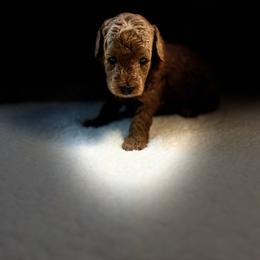 Oscar - Red  male Goldendoodle puppy in White Pigeon, Michigan from Delaryedoodles