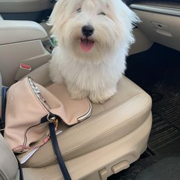 Coton de Tulear Puppies from Legacy Cotons