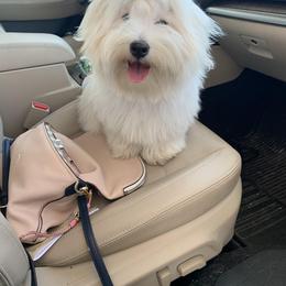 Coton de Tulear Puppies from Legacy Cotons