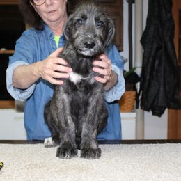 Irish Wolfhound Puppies from Boondocks Irish Wolfhounds