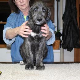 Irish Wolfhound Puppies from Boondocks Irish Wolfhounds