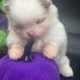 Girl 2 - Chocolate merle female Pomeranian puppy in Brentwood, California from Royalpawpoms