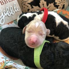 Goldendoodle Puppies from J’s Goldendoodles