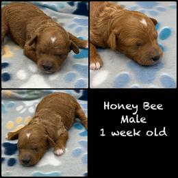 Honeybee - Red  male Poodle puppy in Grass Valley, California from Sapphire Ridge Poodles