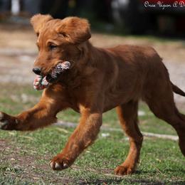Eve's Lime Green Boy - Dark golden male Golden Retriever puppy in Idaho Falls, Idaho from Once Upon A Dream Kennels