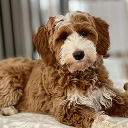Australian Labradoodle Puppies from Cascade Canyon Labradoodles
