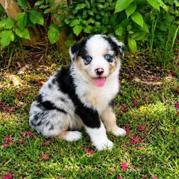 Splash - Blue merle male Australian Shepherd puppy in Howardsville, Virginia from Spectacular Aussies and Cavaliers