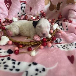 Pepper - White and black male Dalmatian puppy in Claremore, Oklahoma from Lotsofdots Dalmatians