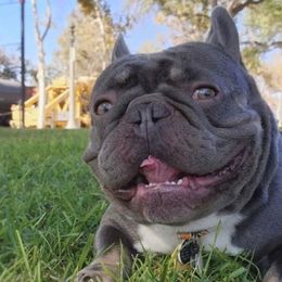 French Bulldogs from Koncrete Kennels