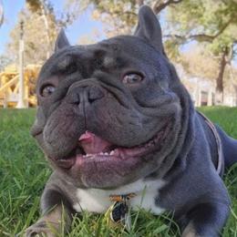 French Bulldogs from Koncrete Kennels