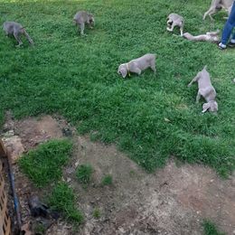 Weimaraner Puppies from Isaih McDuffie's Weimaraners