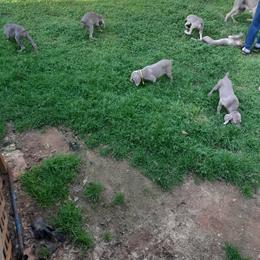 Weimaraner Puppies from Isaih McDuffie's Weimaraners