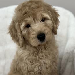 Sugar - Lavendar female Australian Labradoodle puppy in Morristown, New Jersey from English Manor Labradoodles