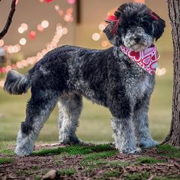 Aussiedoodle, Bordoodle, Goldendoodle, and Sheepadoodle All Grown Up from Crooked Creek Doodles and Poodles