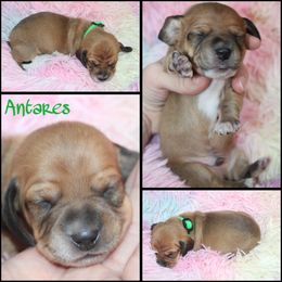 Antares - Red male Dachshund puppy in South Webster, Ohio from Griffith’s Gorgeous Dachshunds