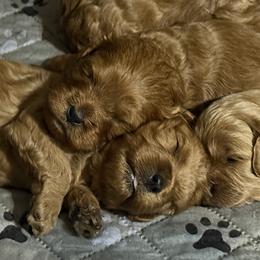 Cavapoo puppies from Happy Tails