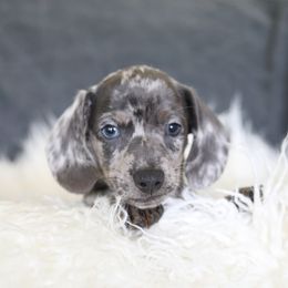 Dachshund and German Shepherd Puppies from Mountain Valley Kennel
