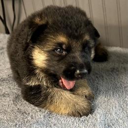 Boy 4 - blue collar - Black and tan male German Shepherd puppy in Sharon Grove, Kentucky from Julie’s Shepherds