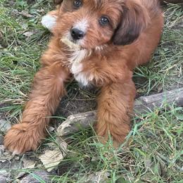 Girl 1 - Red tri-color female Aussiedoodle puppy in Hillsboro, Illinois from Perfect Paws Puppies