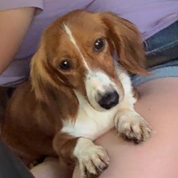 FeFe - Dachshund