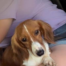 FeFe - Dachshund