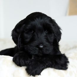 Green - Black male Australian Labradoodle puppy in Williamstown, New York from Lewis Manor Labradoodles