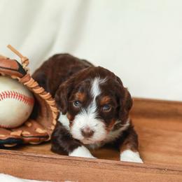 Peanut - Tri-color female Bernedoodle puppy in Jackson, Missouri from Pincksten Family Doodles