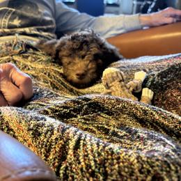 Goldendoodle Puppies from Chambers Doodle Patch