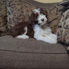 Bordoodle Puppies from Brisby Bordoodles