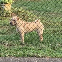 Sunni - Cream female Chinese Shar-Pei puppy in Elkin, North Carolina from Martini Shar-Pei