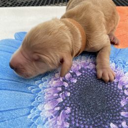 Goldendoodle Puppies from Cottage Companion Doodles