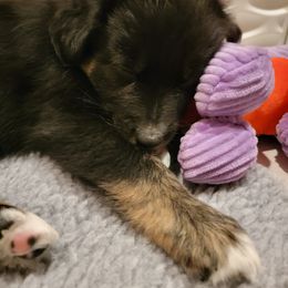 Australian Shepherd Puppies from Summit Australian Shepherds