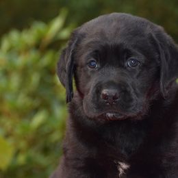 English Springer Spaniels and Labrador Retrievers from Buffie Gonzales