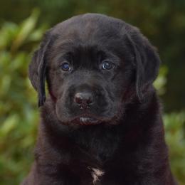 English Springer Spaniels and Labrador Retrievers from Buffie Gonzales