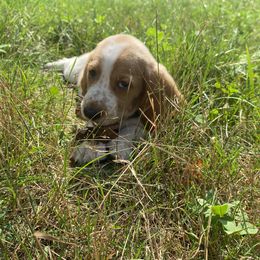 SOLD - Lemon and white Basset Hound puppy in New York from Lil Family Farm
