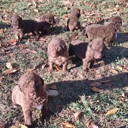 Purple - Brown female Chesapeake Bay Retriever puppy in Michigan from Blackwood Chesapeakes