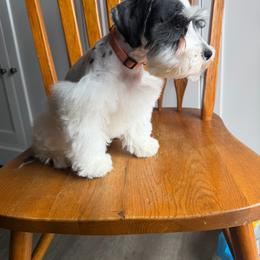 Orange Collar - Parti female Miniature Schnauzer puppy in Tacoma, Washington from AKC Nordwest Schnauzers