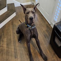 Romulus - Great Dane
