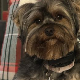 Morkies from Swafford Morkies