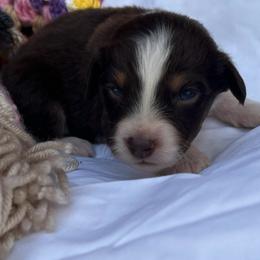Jovie - Red tri-color female Australian Shepherd puppy in Butler, Georgia from Aussies at Howling Hill Farm