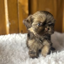 Prince S- B - Liver male Shih Tzu puppy in Xenia, Ohio from Crown & Tress Shih Tzu