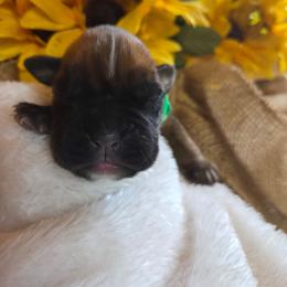 Green - Fawn male Boxer puppy in Marion, Montana from Serendipity's European Boxers