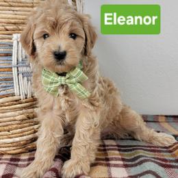 Eleanor - Apricot female Goldendoodle puppy in Temecula, California from Oodles O'Doodles
