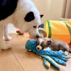 Icelandic Sheepdog Puppies from Hjarta Icelandics
