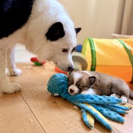 Icelandic Sheepdog Puppies from Hjarta Icelandics