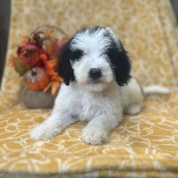 Autumn - Parti female Goldendoodle puppy in Atlantic Beach, Florida from Glamorous Golden Doodles