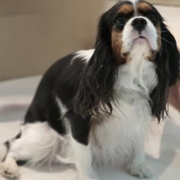 Titi - Cavalier King Charles Spaniel